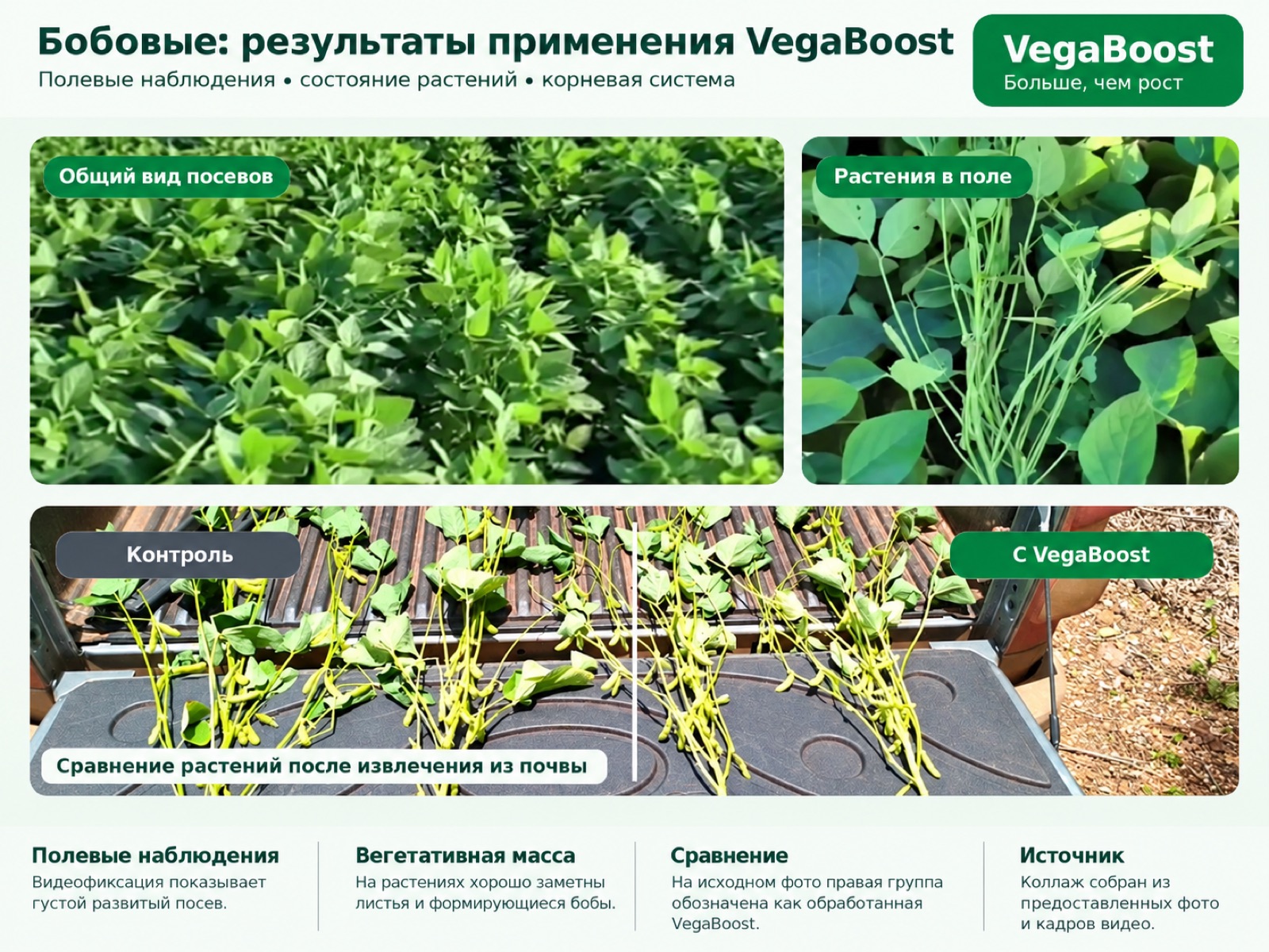 Бобовые