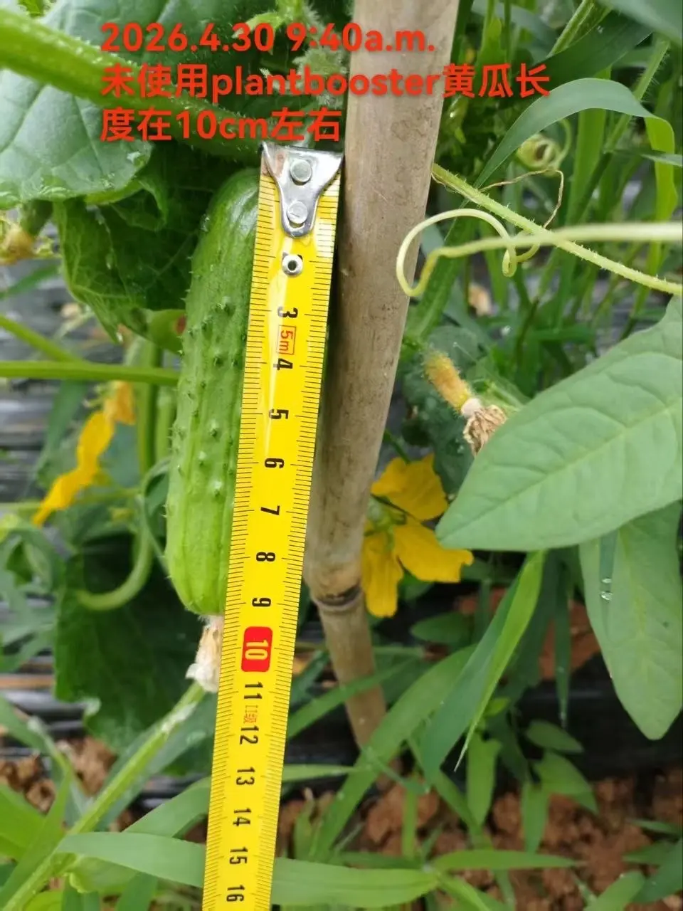 Без PlantBooster · 30 апреля. Около 10 см — подпись на фото