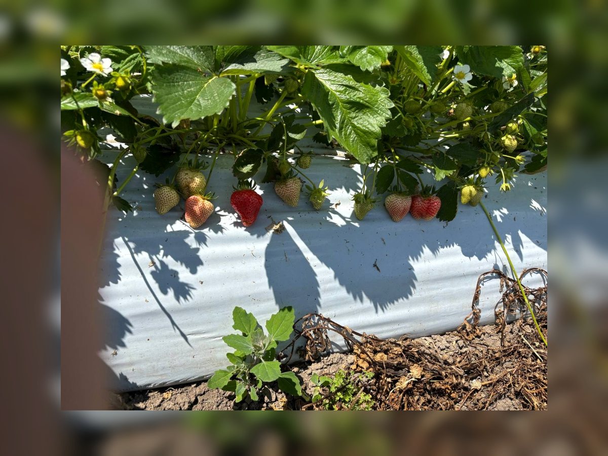 Клубника: участок с обработкой Vegaboost